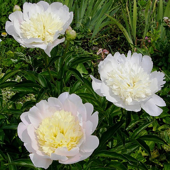 Пион травянистый Примавера