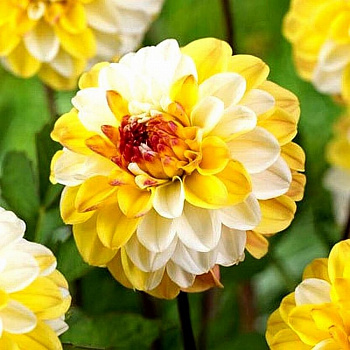 Георгина Декоративная Дабл Джилл