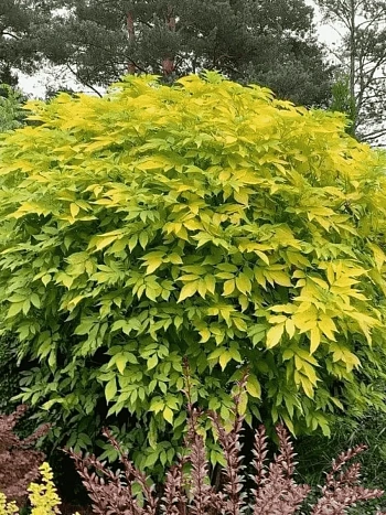 Бузина черная Aurea