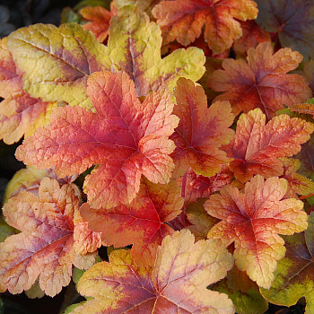 Гейхерелла Брасс Лантерн