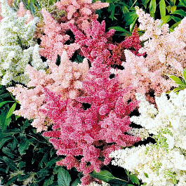 Астильба Арендса Шоустар