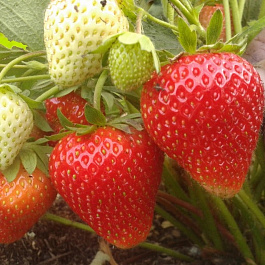 Земляника садовая Вима Занта