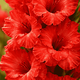 Гладиолус Fire Ruffle