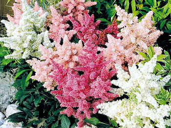 Астильба Арендса Шоустар