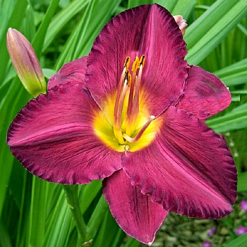 Лилейник гибридный Джордан НАБОР 2ШТ (1+1)