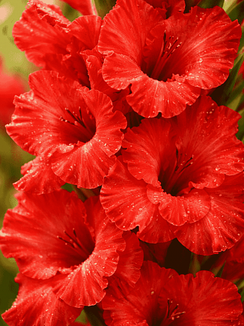 Гладиолус Fire Ruffle