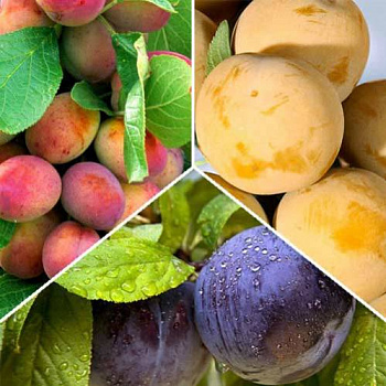 Дерево-сад (2-3х летка) слива 2 сорта Конфетная - Желтая самоплодная Дерево-сад (2-3х летка) слива 2 сорта Конфетная - Желтая самоплодная