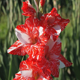 Гладиолус крупноцветковый Зизани