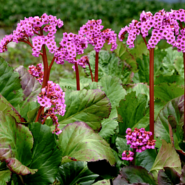 Бадан сердцелистный Rotblum