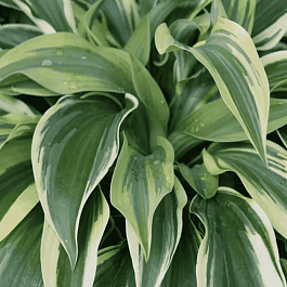 Хоста Wolverine