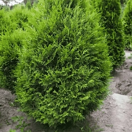 Туя западная Weimar