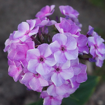 Флокс метельчатый Капелька