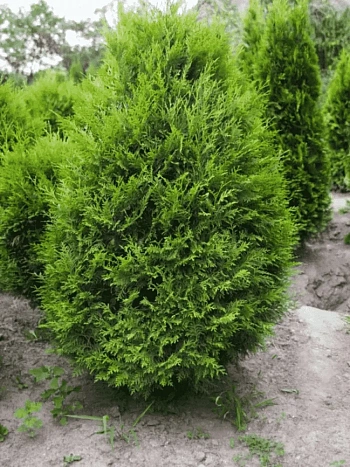 Туя западная Weimar