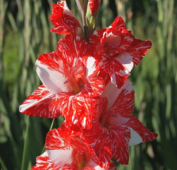 Гладиолус крупноцветковый Зизани Гладиолус крупноцветковый Зизани