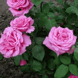 Роза чайно-гибридная Duftrausch