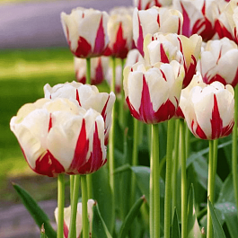 Тюльпан Portofino-Maureen