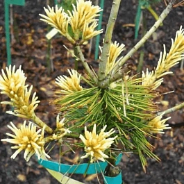 Сосна мелкоцветковая Ichi-no-se