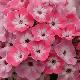 Флокс метельчатый Lizzy