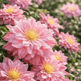 Клематис гибридный Patricia Ann Fretwell