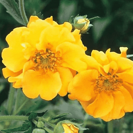 Гравилат чилийский Lady Stratheden