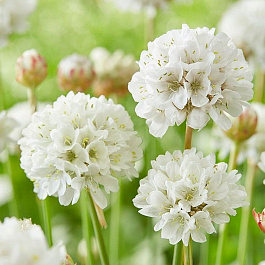 Армерия Баллерина Вайт