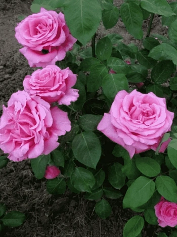 Роза чайно-гибридная Duftrausch