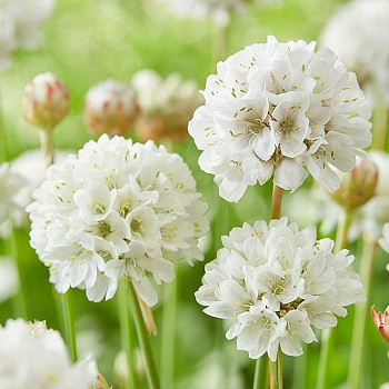 Армерия Баллерина Вайт