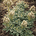 Антеннария двудомная Alba