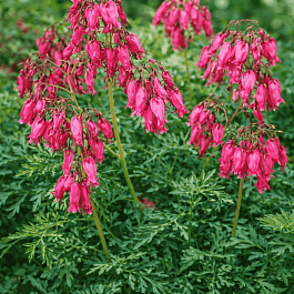 Дицентра исключительная Stuart Boothman