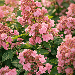 Гортензия метельчатая Dharuma