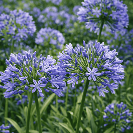 Агапантус зонтичный Blue Triumphator