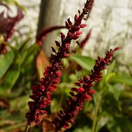Персикария (Горец) свечевидный Dark Red