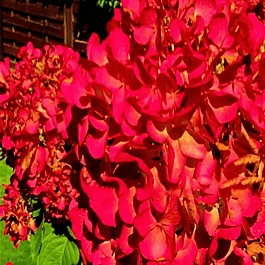 Гортензия метельчатая Panflora