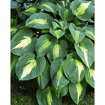 Хоста гибридная Лейксайд Шо Мастер
