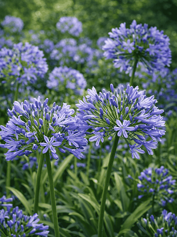 Агапантус зонтичный Blue Triumphator