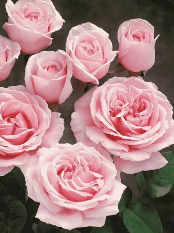 Роза Чайно-гибридная Frederic Mistral