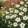 Анемона японская Honorine Jobert