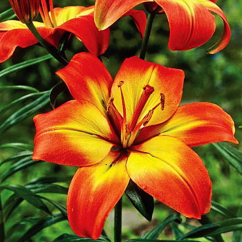 Лилия азиатская Форевер Линда