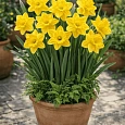 Нарцисс Dutch Master