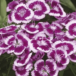 Гвоздика турецкая Barbarini Purple Picotee