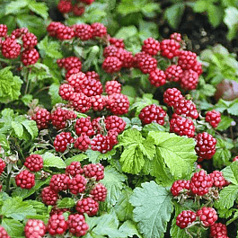 Княженика обыкновенная Beata