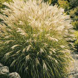 Мискантус Adagio