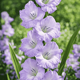 Гладиолус Her Majesty