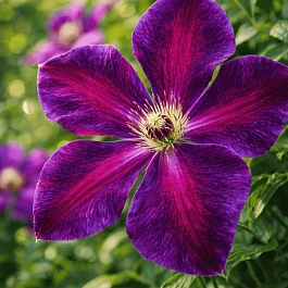 Клематис гибридный Tuchka