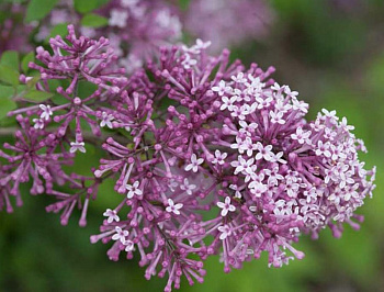 Сирень гибридная Dark Purple