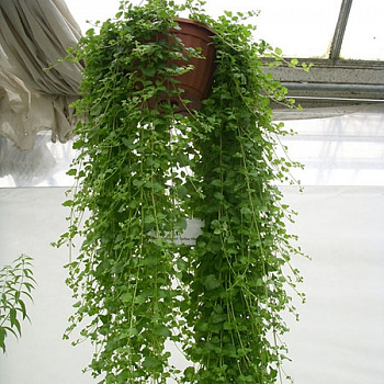 Чабер Дугласа Индиант Минт