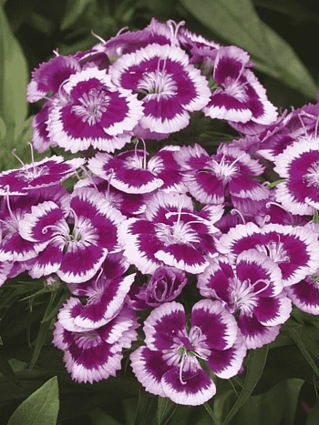 Гвоздика турецкая Barbarini Purple Picotee