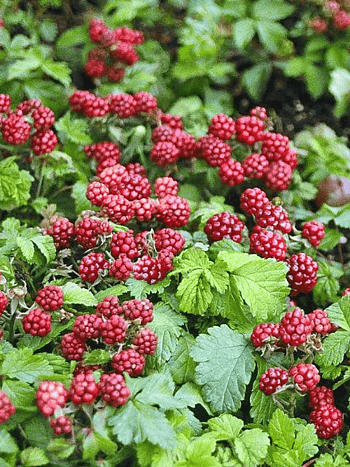 Княженика обыкновенная Beata