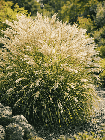 Мискантус Adagio