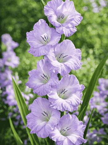 Гладиолус Her Majesty